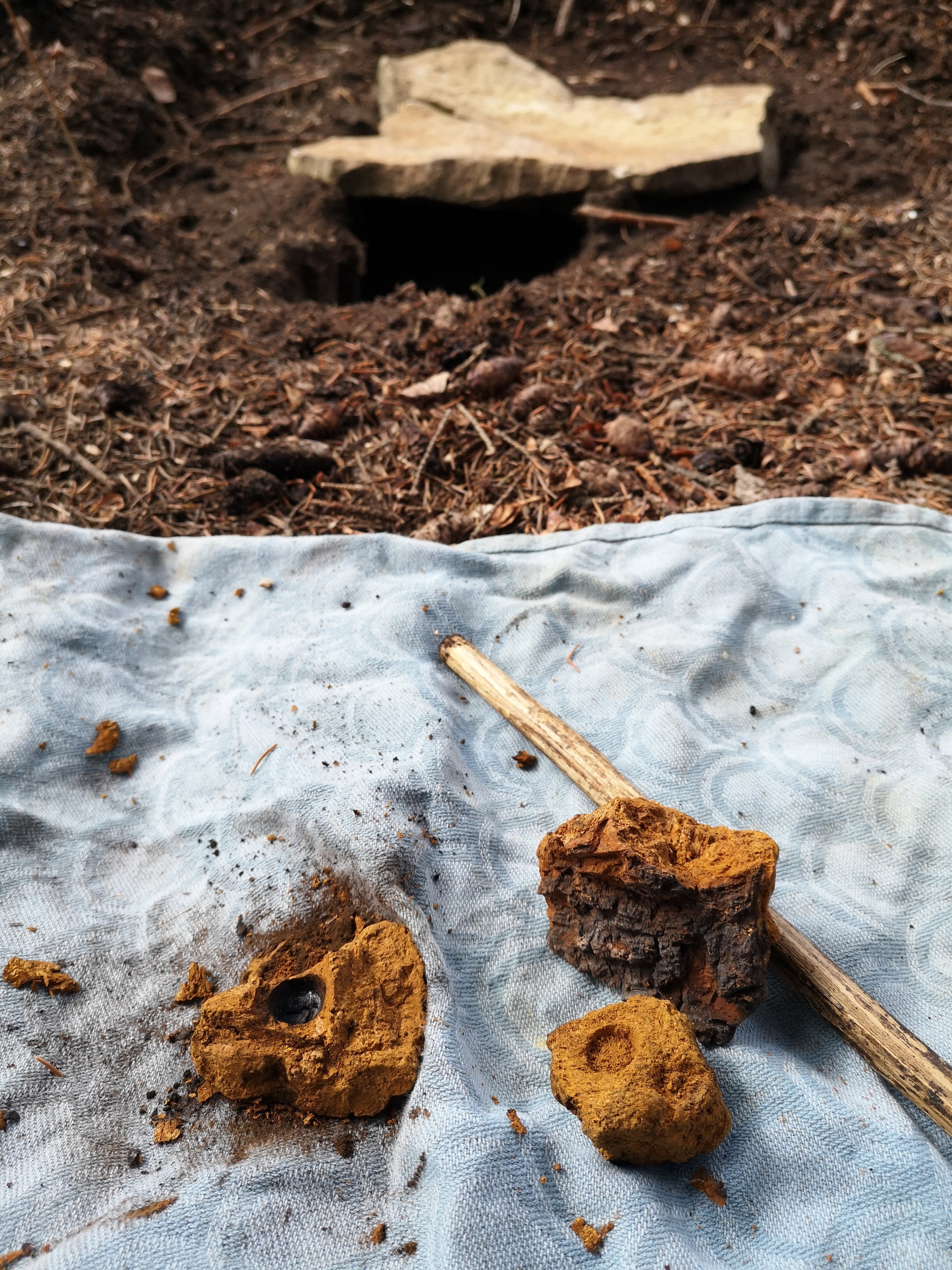 Two pieces of chaga mushroom on a blue cloth with dirt and stones in the background
